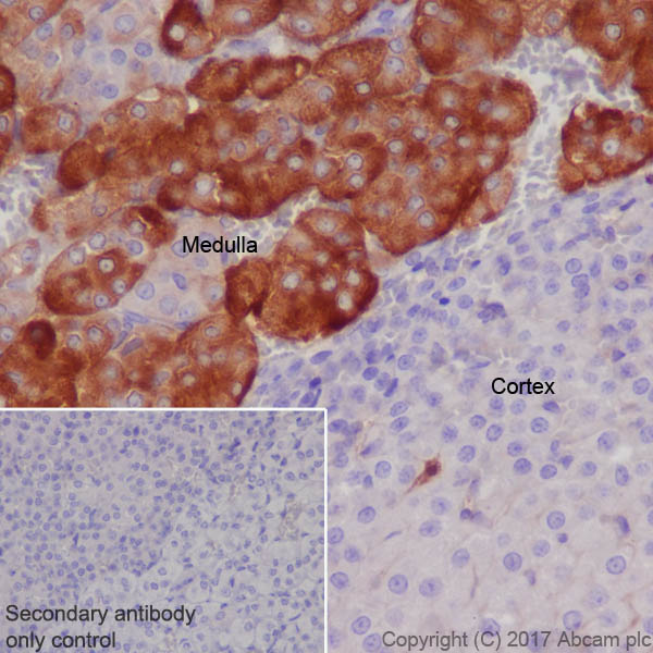 Immunohistochemistry (Formalin/PFA-fixed paraffin-embedded sections) - Anti-Clusterin alpha chain antibody [EPR17539-95] (AB184100), expandable thumbnail