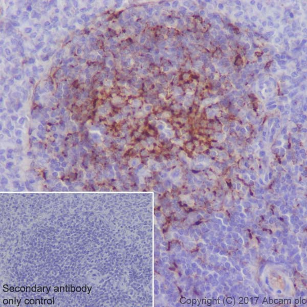 Immunohistochemistry (Formalin/PFA-fixed paraffin-embedded sections) - Anti-Clusterin alpha chain antibody [EPR17539-95] (AB184100), expandable thumbnail