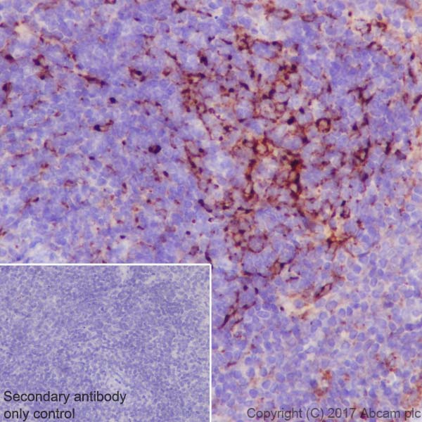 Immunohistochemistry (Formalin/PFA-fixed paraffin-embedded sections) - Anti-Clusterin alpha chain antibody [EPR17539-95] (AB184100), expandable thumbnail