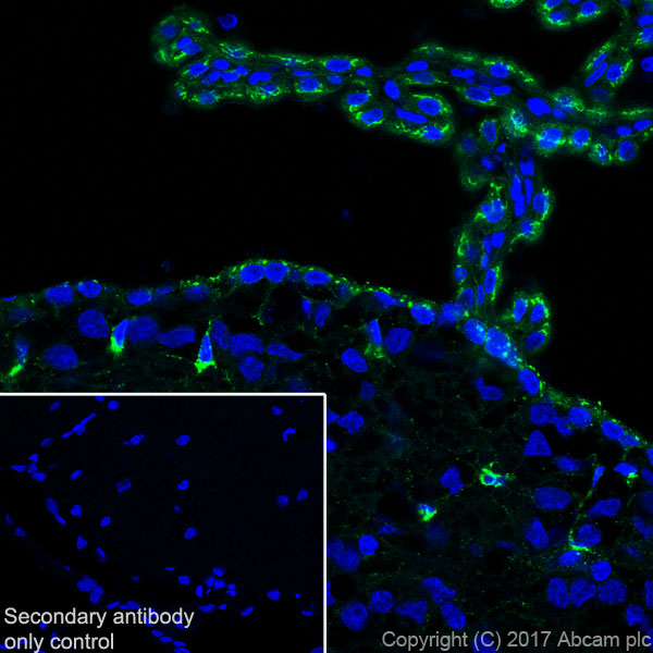 Immunohistochemistry (Frozen sections) - Anti-Clusterin alpha chain antibody [EPR17539-95] (ab184100), expandable thumbnail