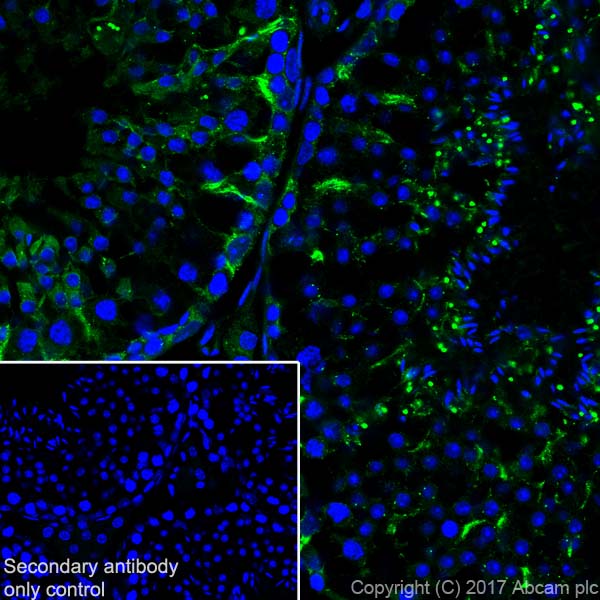 Immunohistochemistry (Frozen sections) - Anti-Clusterin alpha chain antibody [EPR17539-95] (ab184100), expandable thumbnail