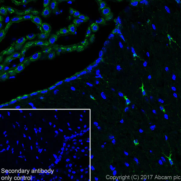 Immunohistochemistry (Frozen sections) - Anti-Clusterin alpha chain antibody [EPR17539-95] (AB184100)