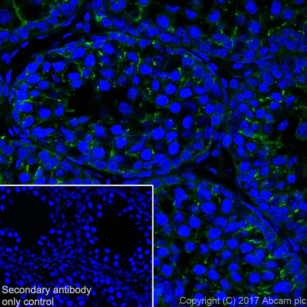 Immunohistochemistry (Frozen sections) - Anti-Clusterin alpha chain antibody [EPR17539-95] (AB184100)