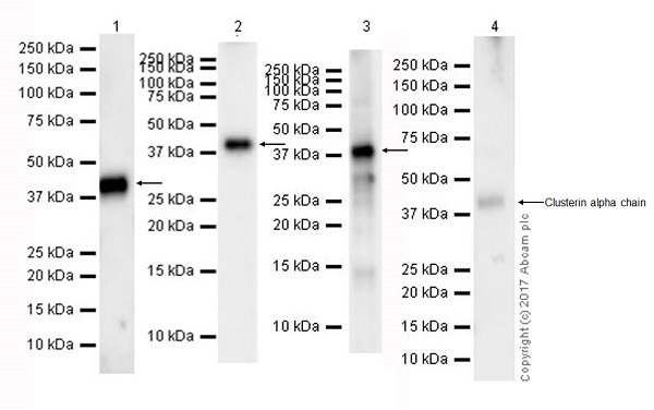 Western blot - Anti-Clusterin alpha chain antibody [EPR17539-95] (AB184100), expandable thumbnail
