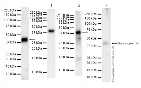 Western blot - Anti-Clusterin alpha chain antibody [EPR17539-95] (AB184100)
