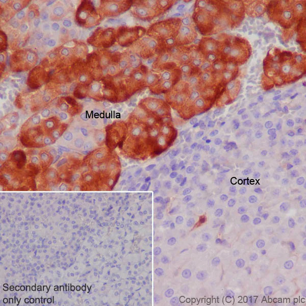 Immunohistochemistry (Formalin/PFA-fixed paraffin-embedded sections) - Anti-Clusterin alpha chain antibody [EPR17539-95] - BSA and Azide free (AB230150)