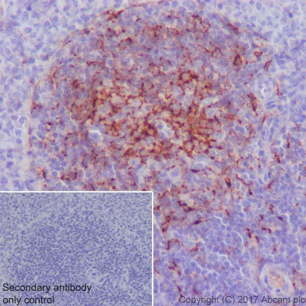 Immunohistochemistry (Formalin/PFA-fixed paraffin-embedded sections) - Anti-Clusterin alpha chain antibody [EPR17539-95] - BSA and Azide free (AB230150)