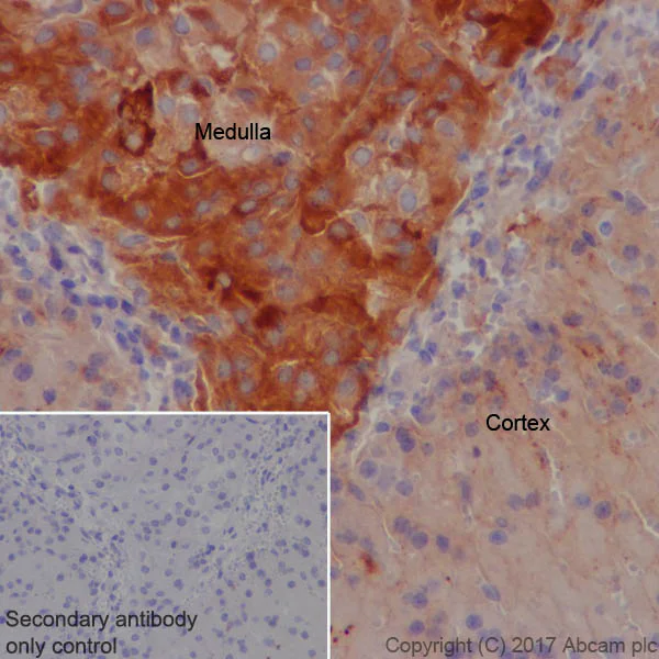 Immunohistochemistry (Formalin/PFA-fixed paraffin-embedded sections) - Anti-Clusterin alpha chain antibody [EPR17539-95] - BSA and Azide free (AB230150)