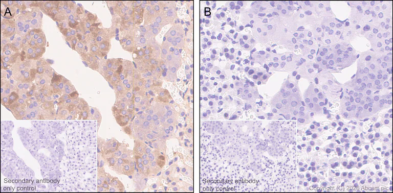 Immunohistochemistry (Formalin/PFA-fixed paraffin-embedded sections) - Anti-Clusterin alpha chain antibody [EPR17539-95] - BSA and Azide free (AB230150)