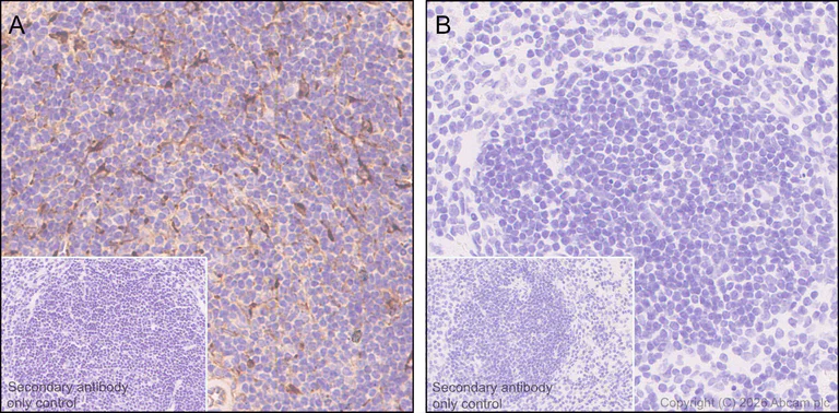 Immunohistochemistry (Formalin/PFA-fixed paraffin-embedded sections) - Anti-Clusterin alpha chain antibody [EPR17539-95] - BSA and Azide free (AB230150)