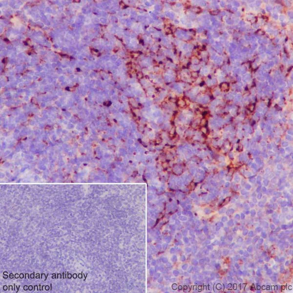 Immunohistochemistry (Formalin/PFA-fixed paraffin-embedded sections) - Anti-Clusterin alpha chain antibody [EPR17539-95] - BSA and Azide free (AB230150)
