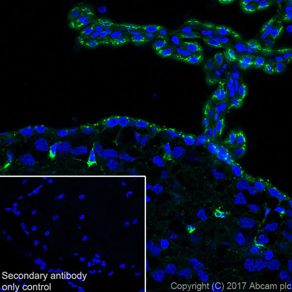 Immunohistochemistry (Frozen sections) - Anti-Clusterin alpha chain antibody [EPR17539-95] - BSA and Azide free (AB230150)