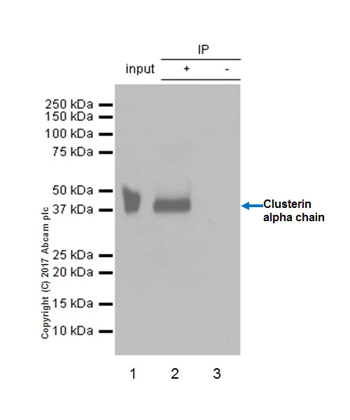 Immunoprecipitation - Anti-Clusterin alpha chain antibody [EPR17539-95] - BSA and Azide free (AB230150)