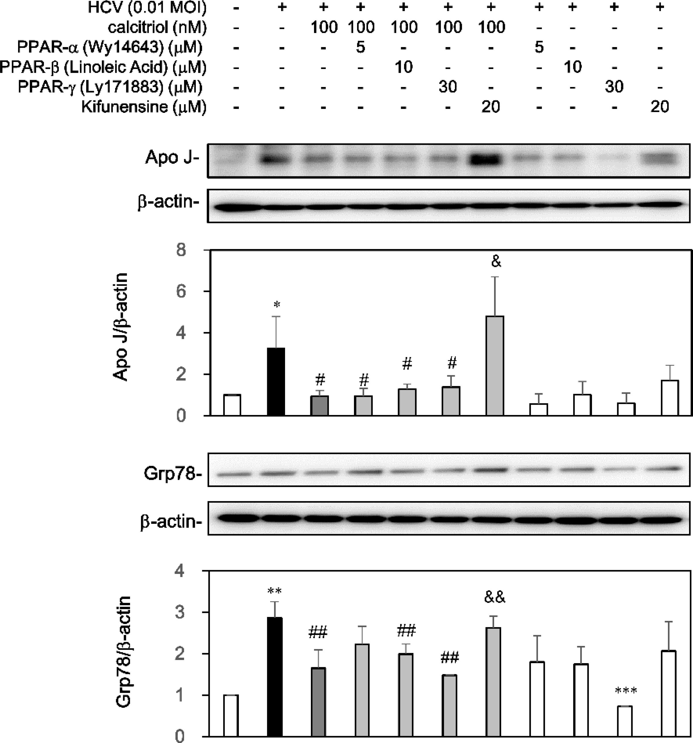 Anti-Clusterin antibody