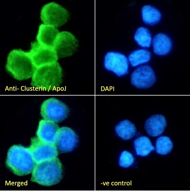 Immunocytochemistry/ Immunofluorescence - Anti-Clusterin antibody (AB79280), expandable thumbnail