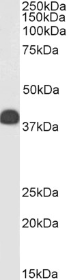 Western blot - Anti-Clusterin antibody (AB79280), expandable thumbnail