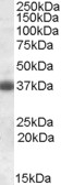 Western blot - Anti-Clusterin antibody (AB79280), expandable thumbnail
