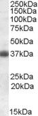 Western blot - Anti-Clusterin antibody (AB79280)