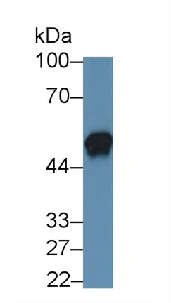 Western blot - Anti-Clusterin antibody [C2] (AB239486)