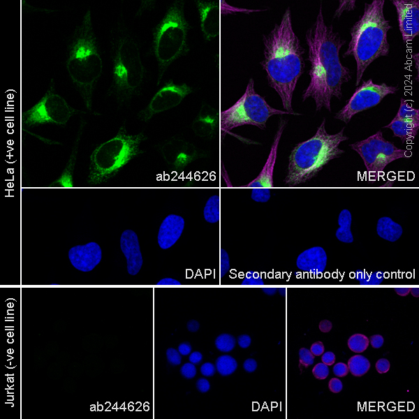 Immunocytochemistry/ Immunofluorescence - Anti-Clusterin antibody [EPR20729-240] - BSA and Azide free (Capture) (AB244626)