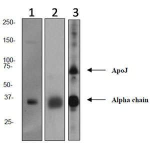 Western blot - Anti-Clusterin antibody [EPR2911] (AB92548), expandable thumbnail