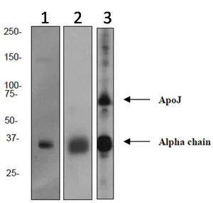 Western blot - Anti-Clusterin antibody [EPR2911] (AB92548)