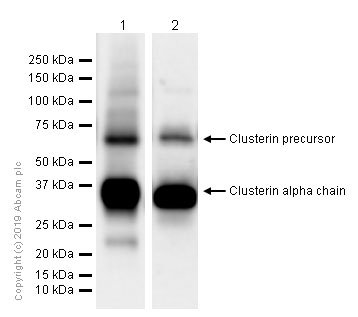 Western blot - Anti-Clusterin antibody [EPR2911] (AB92548), expandable thumbnail