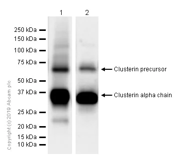 Western blot - Anti-Clusterin antibody [EPR2911] (AB92548)