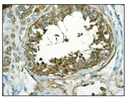 Immunohistochemistry (Formalin/PFA-fixed paraffin-embedded sections) - Anti-Clusterin antibody [EPR2911] - BSA and Azide free (AB271867)
