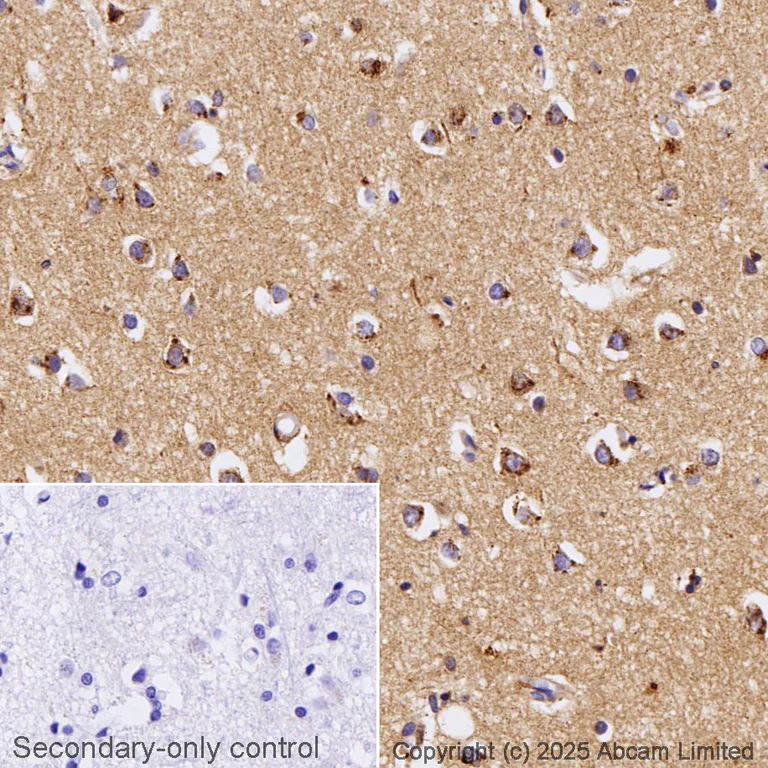 Immunohistochemistry (Formalin/PFA-fixed paraffin-embedded sections) - Anti-Clusterin antibody [EPR2911] - BSA and Azide free (AB271867)