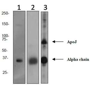 Western blot - Anti-Clusterin antibody [EPR2911] - BSA and Azide free (AB271867)