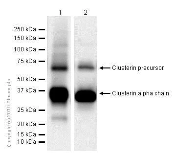 Western blot - Anti-Clusterin antibody [EPR2911] - BSA and Azide free (AB271867)