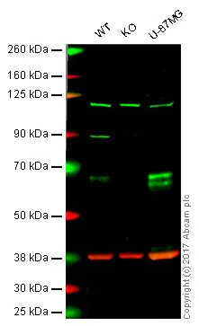 Western blot - Anti-Clusterin antibody [EPR2911] - BSA and Azide free (AB271867)