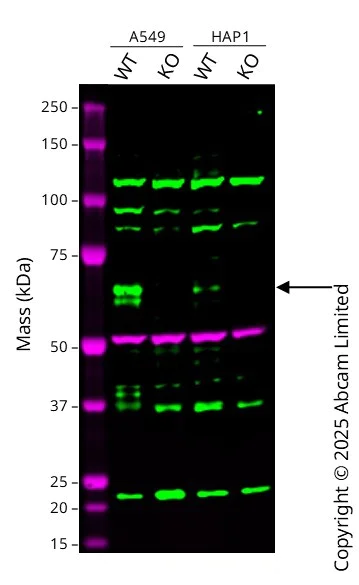 Western blot - Anti-Clusterin antibody [EPR2911] - BSA and Azide free (AB271867)