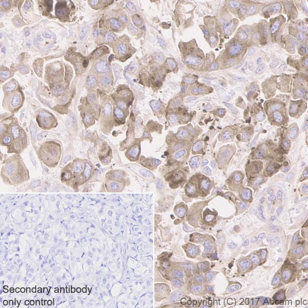 Immunohistochemistry (Formalin/PFA-fixed paraffin-embedded sections) - Anti-Clusterin antibody [EPR2911] - Low endotoxin, Azide free (AB229445)