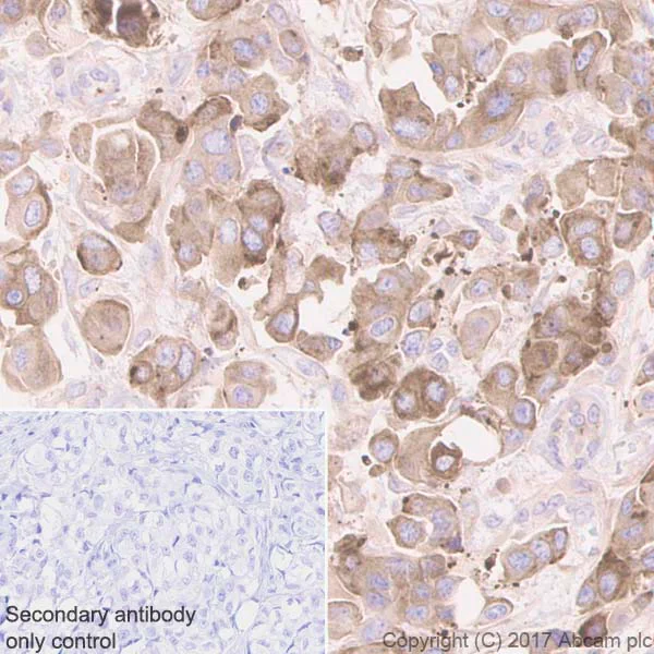 Immunohistochemistry (Formalin/PFA-fixed paraffin-embedded sections) - Anti-Clusterin antibody [EPR2911] - Low endotoxin, Azide free (AB229445)