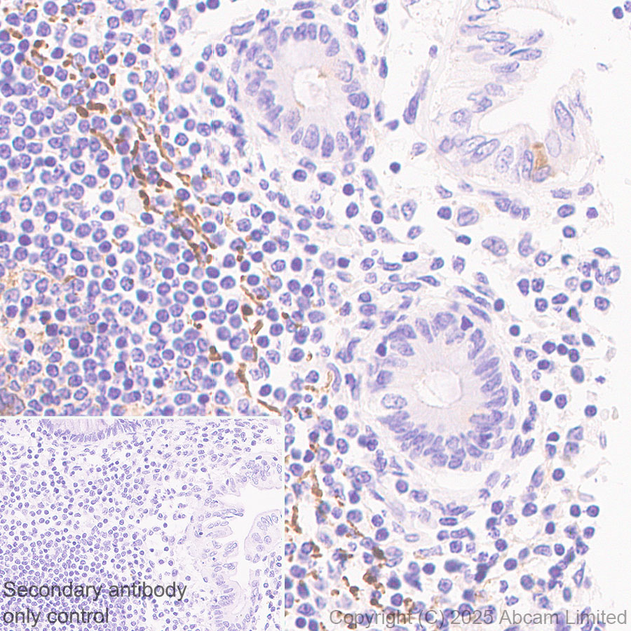 Immunohistochemistry (Formalin/PFA-fixed paraffin-embedded sections) - Anti-Clusterin antibody [RM1292] (ab323182), expandable thumbnail