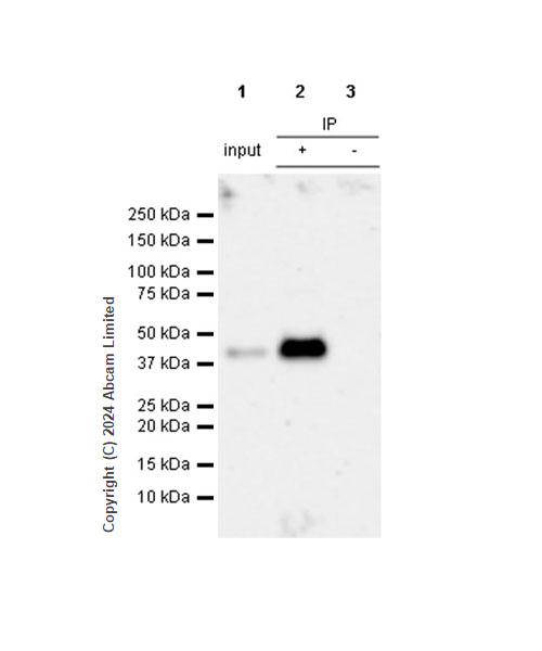 Immunoprecipitation - Anti-Clusterin antibody [RM1292] (AB323182), expandable thumbnail