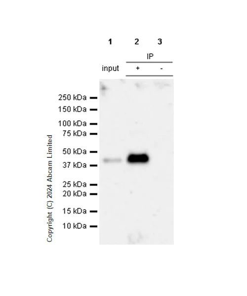 Immunoprecipitation - Anti-Clusterin antibody [RM1292] (AB323182)