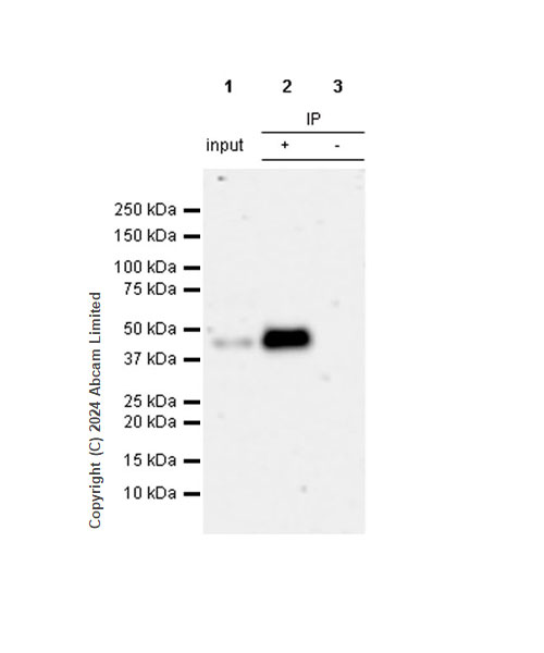 Immunoprecipitation - Anti-Clusterin antibody [RM1292] (AB323182), expandable thumbnail