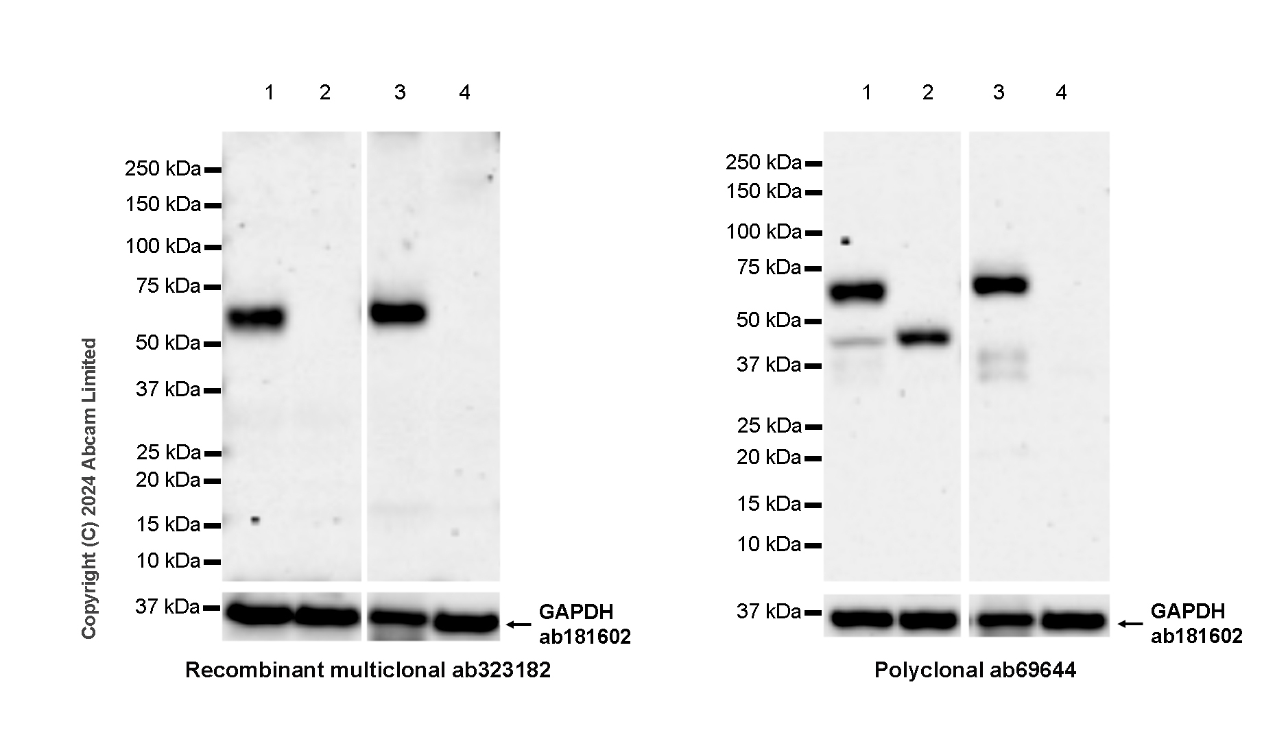 Western blot - Anti-Clusterin antibody [RM1292] (ab323182), expandable thumbnail