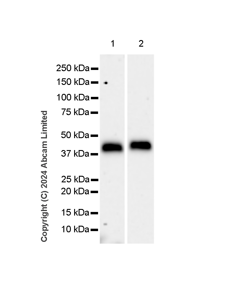 Western blot - Anti-Clusterin antibody [RM1292] (ab323182), expandable thumbnail