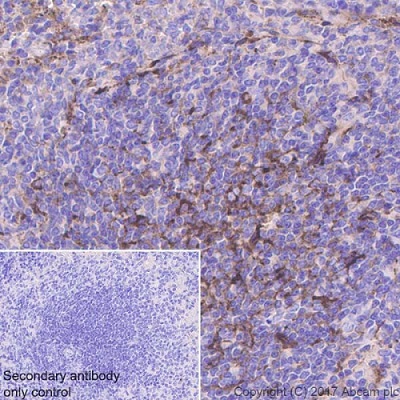 Immunohistochemistry (Formalin/PFA-fixed paraffin-embedded sections) - Anti-Clusterin beta chain antibody [EPR17538-101] (AB184099), expandable thumbnail
