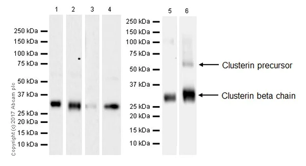 Western blot - Anti-Clusterin beta chain antibody [EPR17538-101] - BSA and Azide free (AB229127)