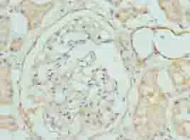 Immunohistochemistry (Formalin/PFA-fixed paraffin-embedded sections) - Anti-CLYBL/CLB antibody (AB235434)