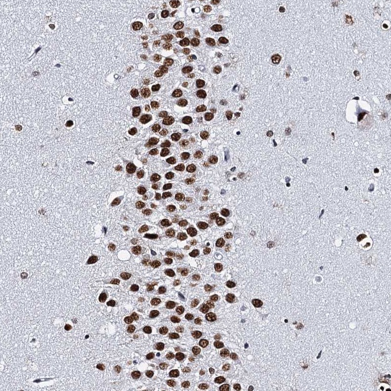 Immunohistochemistry (Formalin/PFA-fixed paraffin-embedded sections) - Anti-CMAS antibody (AB254648)