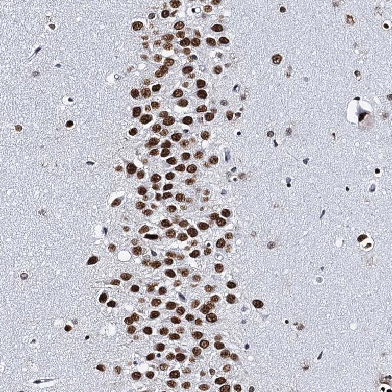Immunohistochemistry (Formalin/PFA-fixed paraffin-embedded sections) - Anti-CMAS antibody (AB254648)