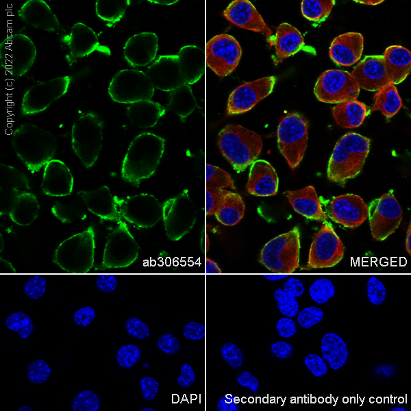 Immunocytochemistry/ Immunofluorescence - Anti-CMKLR1 antibody [EPR26501-70] (ab306554), expandable thumbnail