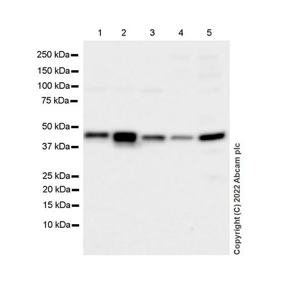 Western blot - Anti-CMKLR1 antibody [EPR26501-70] (ab306554), expandable thumbnail