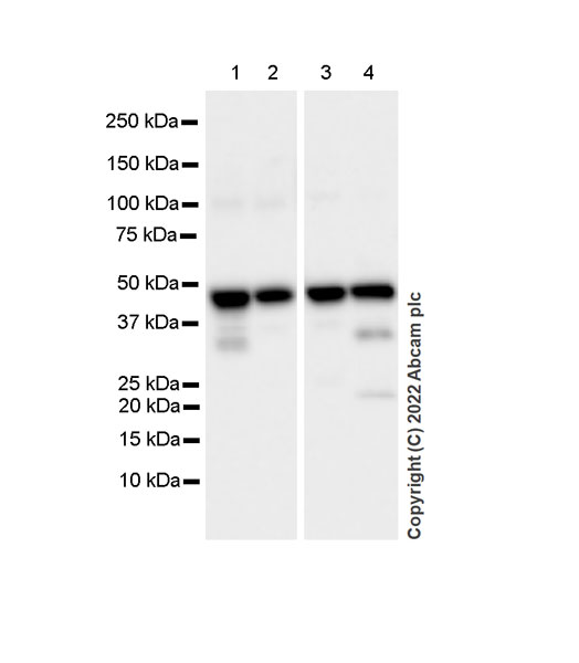 Western blot - Anti-CMKLR1 antibody [EPR26501-70] (AB306554), expandable thumbnail
